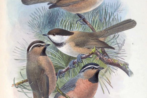 Mountain Chickadee