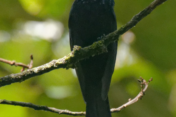 Mountain Drongo