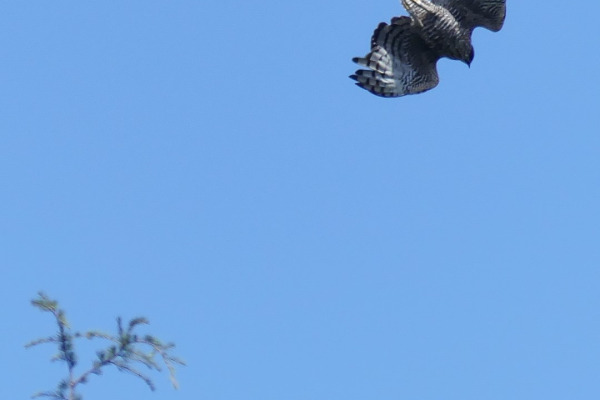 Mountain Hawk-Eagle