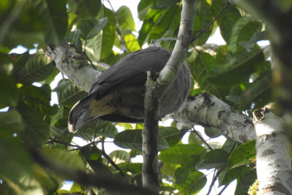 Mountain Imperial Pigeon