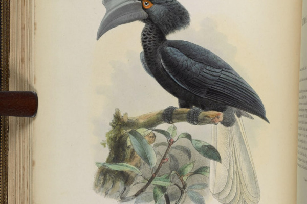 Mountain Pied Hornbill