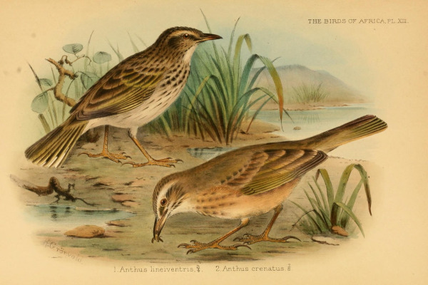 Mountain Pipit