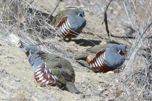 Mountain Quail