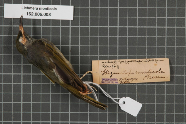 Mountain Sunbird