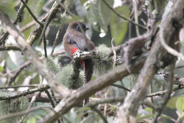 Mountain Trogon