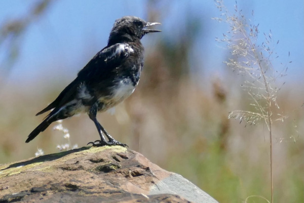 Mountain Wheatear