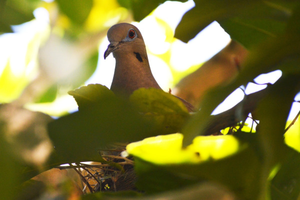 Mourning Dove
