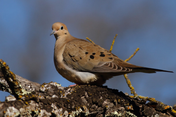 Mourning Dove