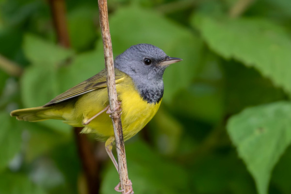 Mourning Warbler
