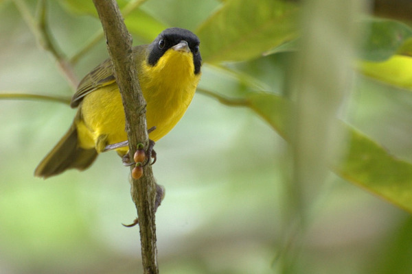 Mourning Warbler