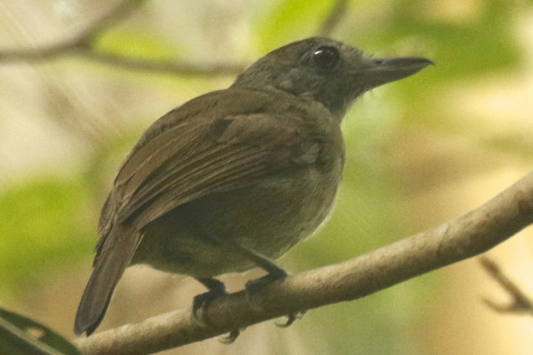 Mouse-colored Antshrike