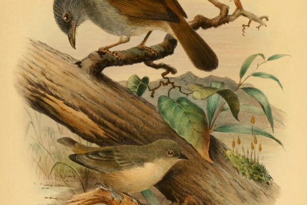Mouse-colored Penduline Tit