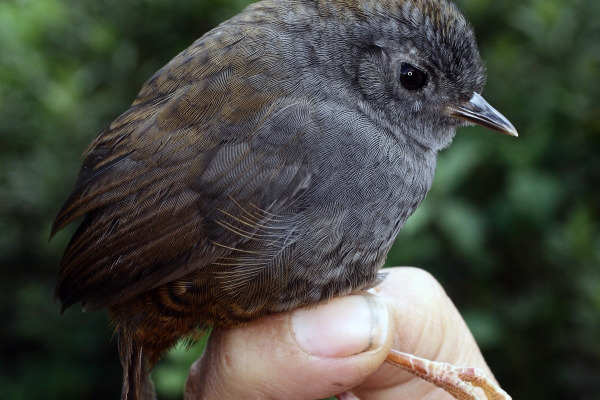 Mouse-colored Tapaculo