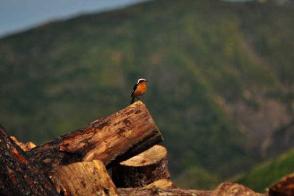 Moussier's Redstart