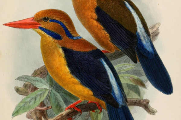 Moustached Kingfisher