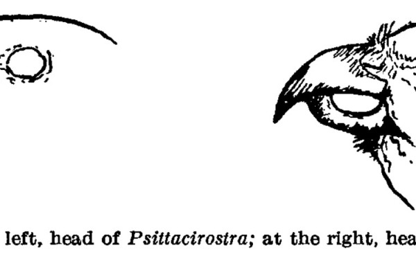 Munro's Honeyeater