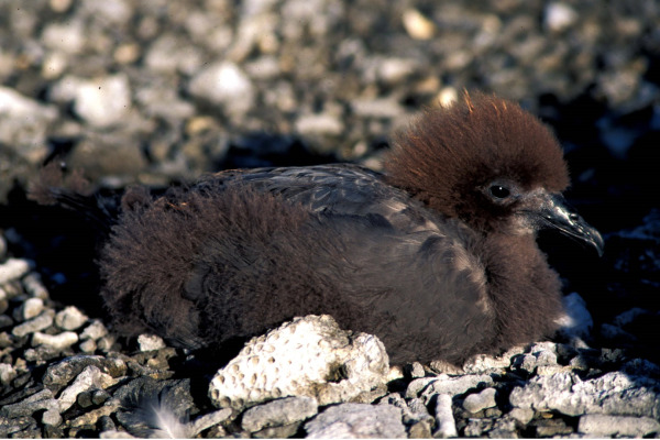 Murphy's Petrel