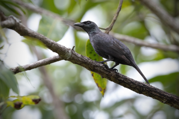 Mysol Starling