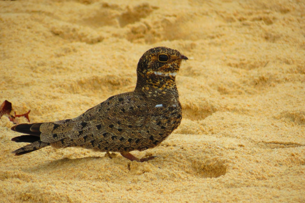 Nacunda Nighthawk