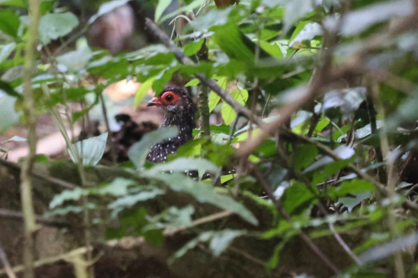 Nahan's francolin