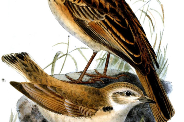 Namaqua rockrunner