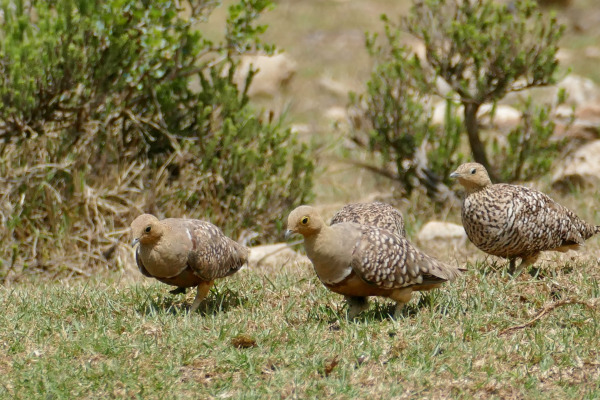 Namaqua Sandgrouse
