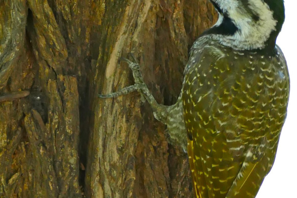 Namaqua Woodpecker