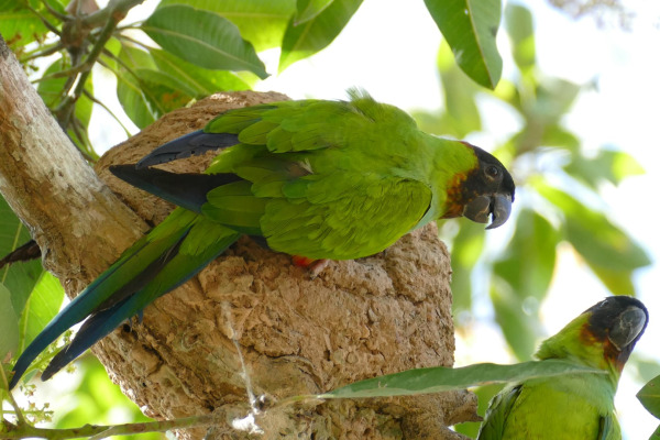 Nanday Parakeet