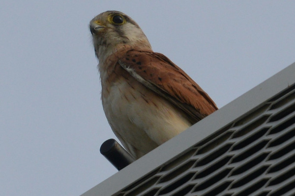 Nankeen Kestrel