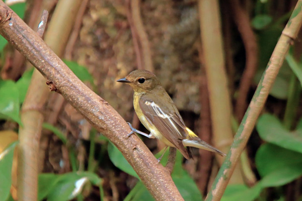 Narcissus Flycatcher