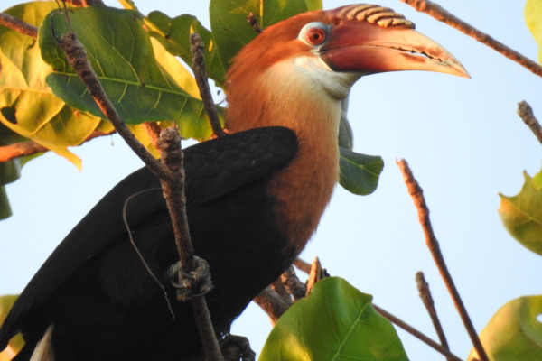 Narcondam Hornbill