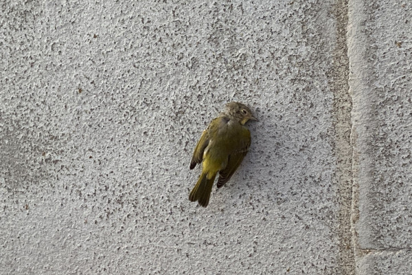Nashville Warbler
