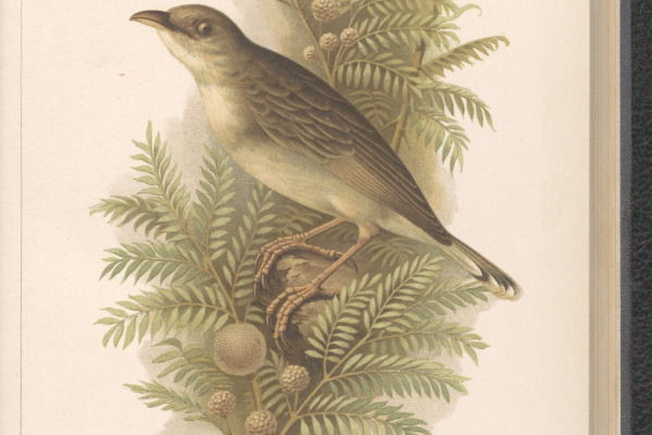 Natal cisticola