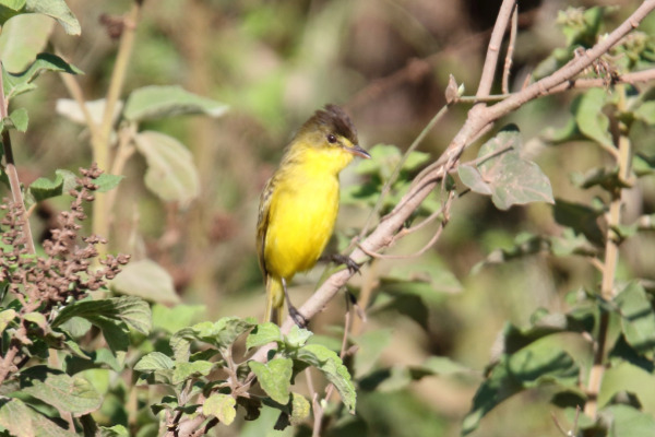 Natal greenbul