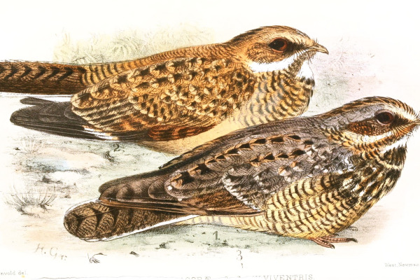Natal Nightjar
