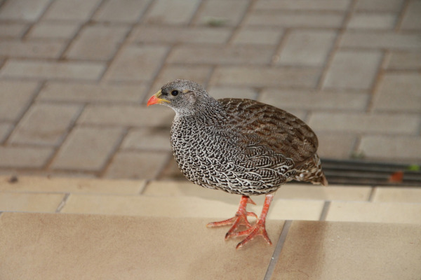 Natal spurfowl