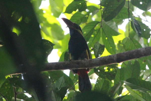 Natterer's Araçari