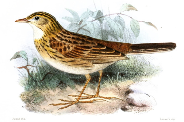 Natterer's Pipit