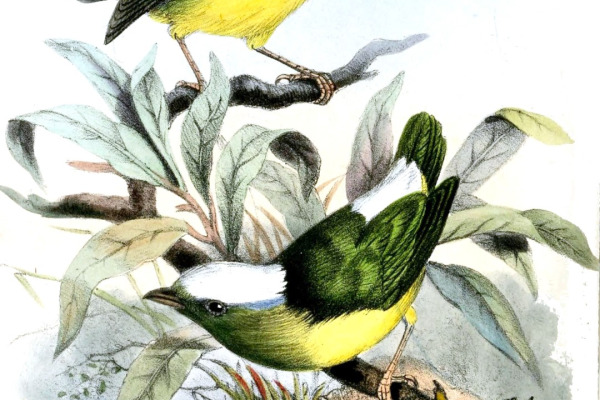 Natterer's Slaty Antshrike