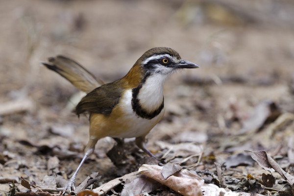 Necklaced Laughingthrush