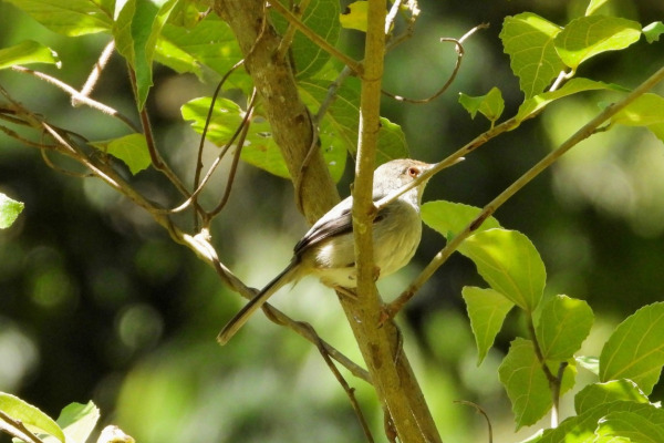 Necklaced Spinetail