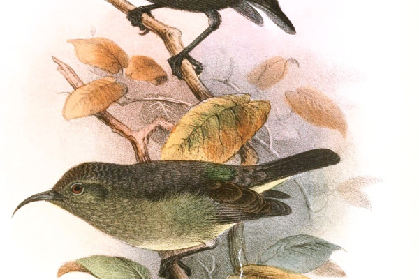 Neergaard's Sunbird