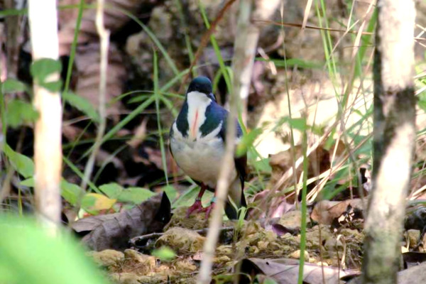 Negros Bleeding-heart