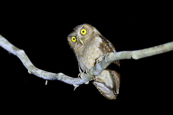 Negros Scops Owl
