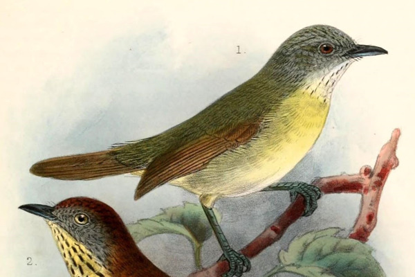Negros Striped Babbler
