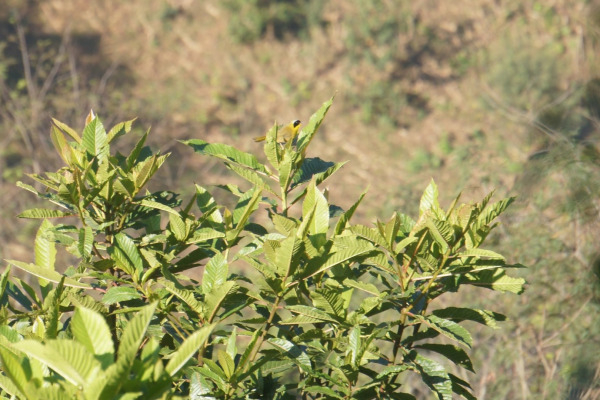 Nelson's Sparrow