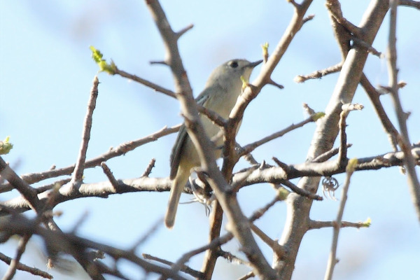 Nelson's Vireo