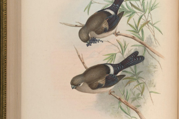 Nepal Bullfinch