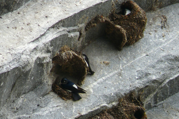 Nepal House Martin