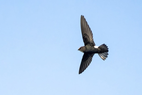 Nepal Swift